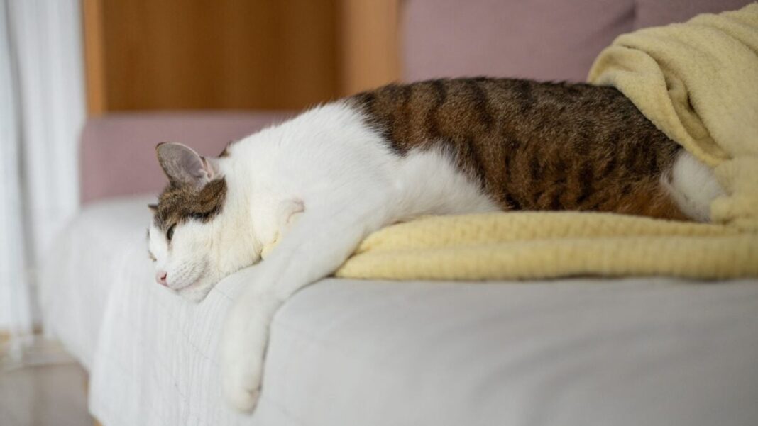 Cats Can Spread H5N1 Bird Flu to People, Report Warns
