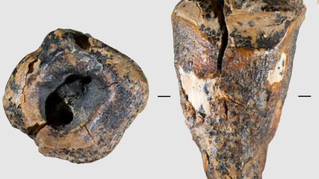 Neanderthal Dentistry Was a Total Horror Show, Research Shows