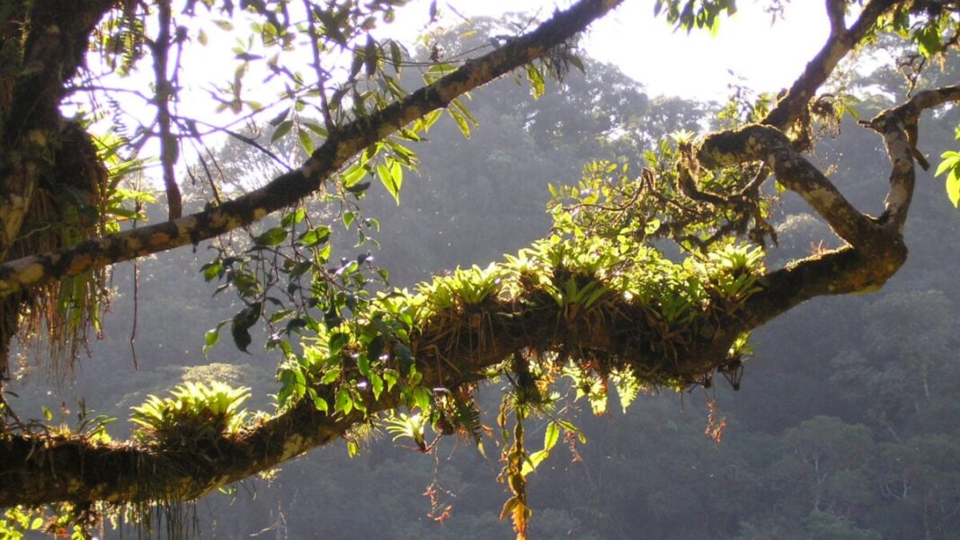 Plant Found in Obscure Brazilian Rainforest Seems Weirdly Good at Fighting Covid-19