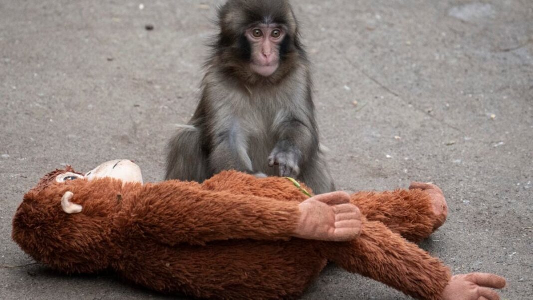 Punch the Monkey’s Enclosure Allegedly Invaded as Memecoin-Pumping Stunt