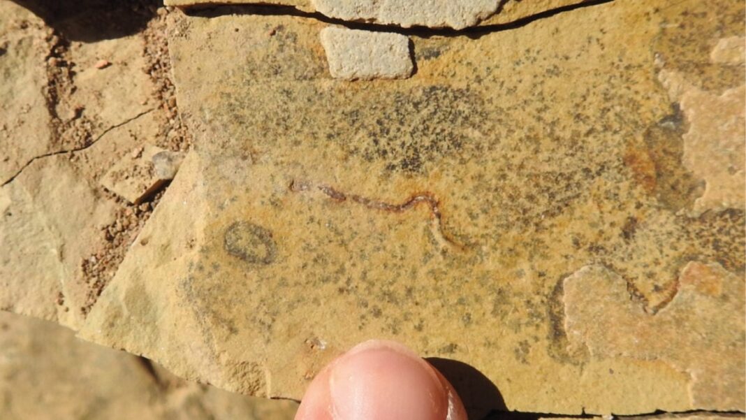 Study Claims 540-Million-Year-Old 'Animal' Fossils Are Something Else Entirely