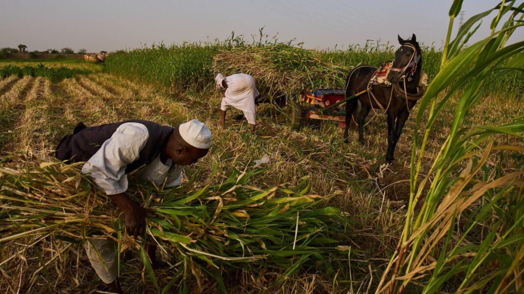 Sudan was already at war and hungry. Now its farmers are hit by another conflict