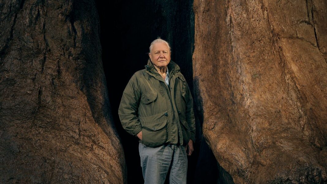 The Reign of David Attenborough