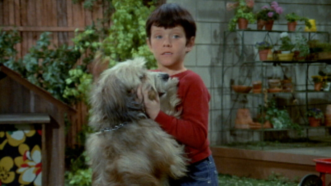 The Tragic Real-Life Fate Of The Brady Bunch's Dog, Tiger