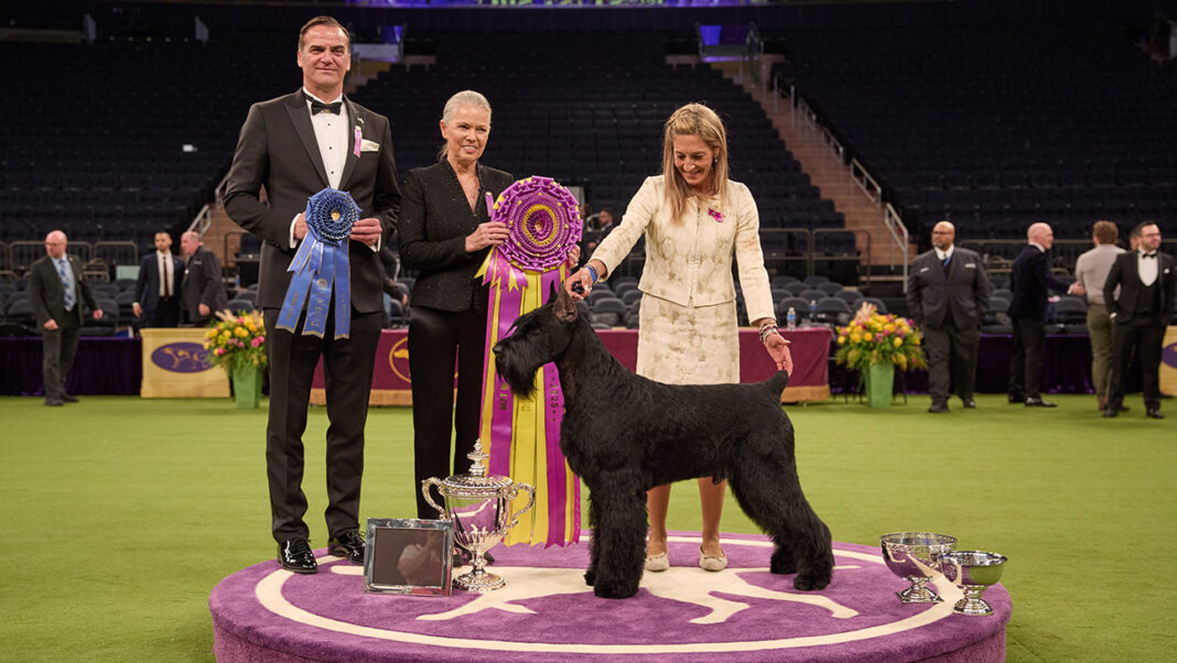 Owner and handler, Katie Bernardin right, poses with her Giant Schnauzer Monty, Best in Show winner, during the 149th Annual Westminster Kennel Club Dog Show at Madison Square Garden on February 11, 2025 in New York City.