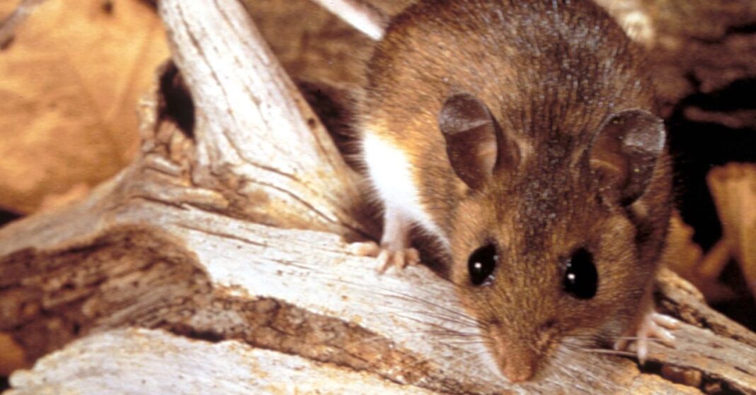 Why the Hantavirus Cruise Ship Outbreak Isn't Likely to Become a Global Crisis